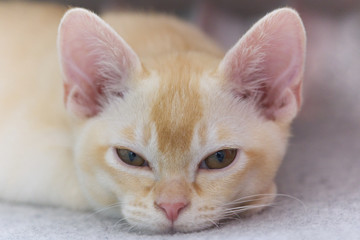 Young pure-bred Burmese cat with beige fur color