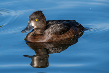 Close up photo of Tufted duck (Aythya fuligula) swimming in a pond