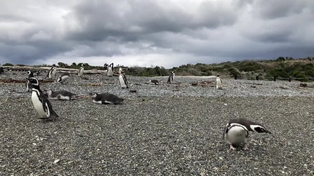 Walking with the Penguins  by the beach, summer of Martillo Island, Ushuaia, Argentina