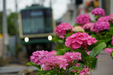 紫陽花　列車