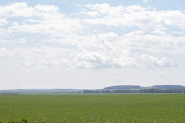 Fototapeta premium clouds in the sky over the green field