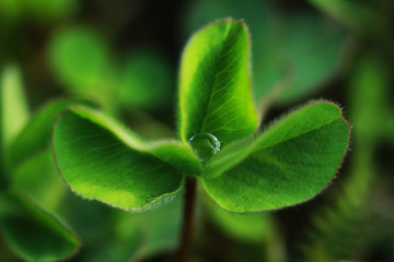 Water drops on garden plants