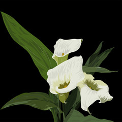 vector illustration of white Calla lilies