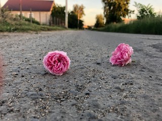 Roses on the pavement