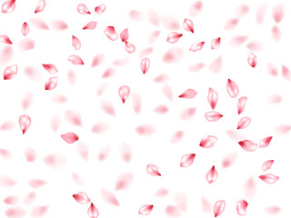 Pink sakura flower flying petals isolated on white vector background.