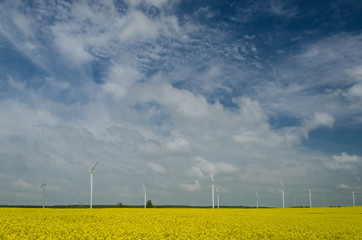WIND POWER PLANT - cumulus clouds in the blue sky above the farm turbines and yellow rape field