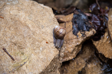 big brown vineyard snail helix pomatia