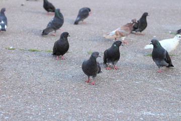 gray pigeons sit on the asphalt in the center of the square