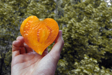 the seller’s hand holds a very juicy and ripe yellow heart-shaped tomato that has been cut in...