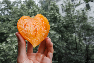 hand hold slice of orange juicy tomato. vegetarian diet, vegan and healthy eating. harvesting organic vegetables and fruits from the garden.