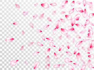 Japanese cherry blossom pink flying petals