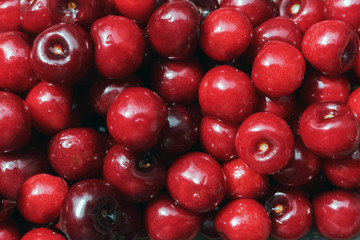 washed delicious cherries just picked in the garden as background. Fresh red fruits background close-up.