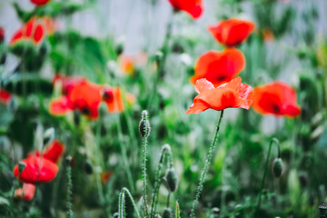 Obraz premium Joli coquelicot sauvage dans un champ