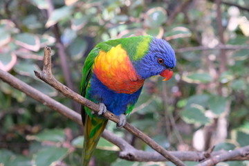 Naklejka na ściany i meble Lonely rainbow parakeet on a tree branch in captivity