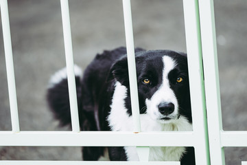 Portrait d'un chien border collie noir et blanc derrière un portail