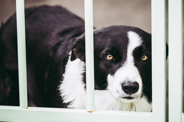 Portrait d'un chien border collie noir et blanc derrière un portail
