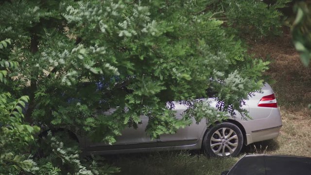 Silver car in the shade under a big green tree