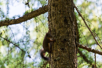 Brown squiller in the forest on a branch, wild animal