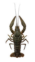 Astacus leptodactylus, the Danube crayfish, Galician crayfish, Turkish crayfish or narrow-clawed crayfish is a species of brackish water crayfish