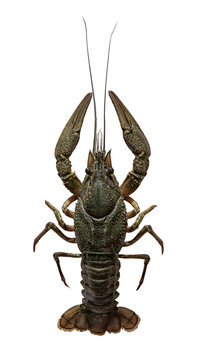 Astacus leptodactylus, the Danube crayfish, Galician crayfish, Turkish crayfish or narrow-clawed crayfish is a species of brackish water crayfish
