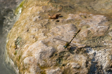 Close up of Small pincertail or Green-eyed hook-tailed dragonfly, Onychogomphus forcipatus, in sunshine on rock. Yellow and black body, turquoise eyes