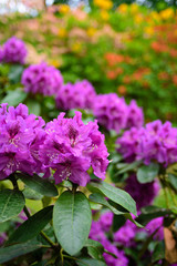 Purple rhododendron flowers