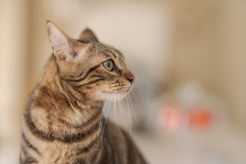 Beautiful short hair cat sitting on white table at home