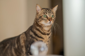 Cute short hair cat looking curious and snooping at home