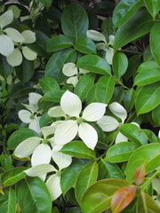 常緑山法師の花