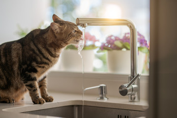 Beautiful short hair cat drinking water from the tap at the kitchen © Krakenimages.com