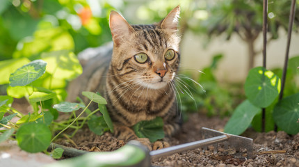 Beautiful short hair cat playing with plants at the garden on a sunny day at home
