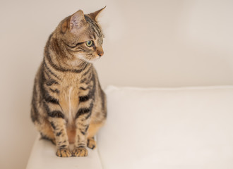 Obraz premium Piękne krótkie włosy kot leżący na kanapie w domu