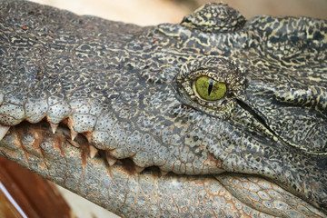 Fototapeta premium Crocodile Wild Predator Animal