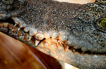 Obraz premium Crocodile Wild Predator Animal