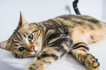 Naklejka na ściany i meble Beautiful short hair cat lying on the bed at home