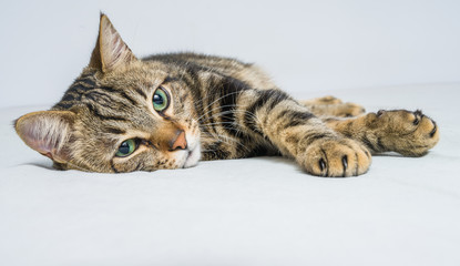 Beautiful short hair cat lying on the bed at home