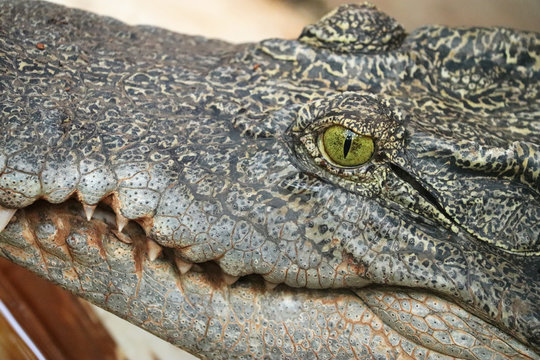 Crocodile Wild Predator Animal
