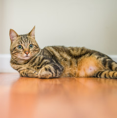 Cute short hair cat looking curious and snooping at home playing hide and seek
