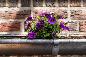 Fototapeta na wymiar Purple, blooming surfinie in a home garden, growing in a gutter hanging on the wall.