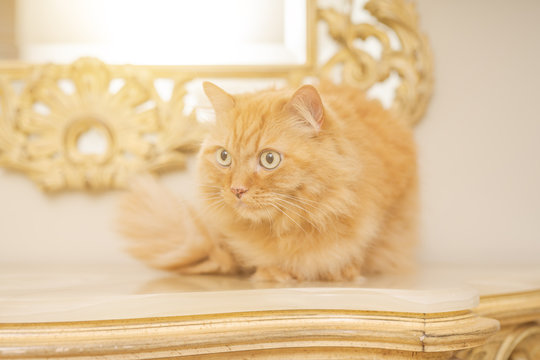 Beautiful ginger long hair cat sitting on table at home