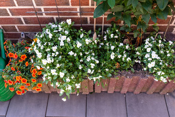  White pansies and orange petunias growing on a terrace in a brick container.