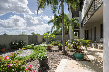 Tall palm trees and green plants in the garden. 