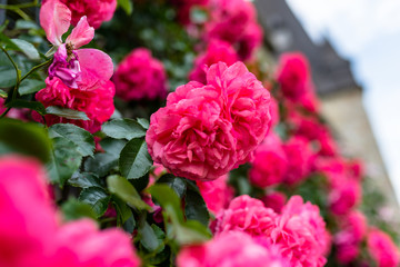 Pink climbing roses growing on the wall of the building.