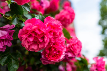 Pink climbing roses growing on the wall of the building.