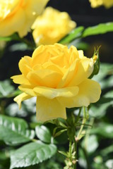 黄色いバラ