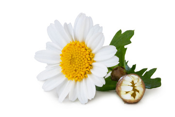 White Daisy (Marguerite) with bud and green leaves isolated on white background, including clipping path without shadow.