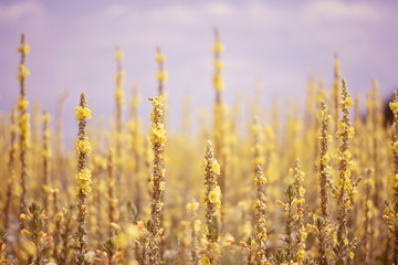 Fototapeta premium A field with lush blooming yellow flowers. summer wilderness landscape.