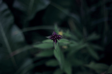 bee on a flower