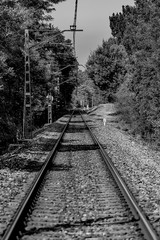 railway in forest