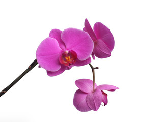 Purple orchid, beautiful phalaenopsis isolated on white background.